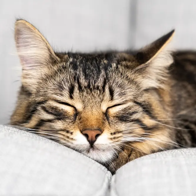 CAT NAP