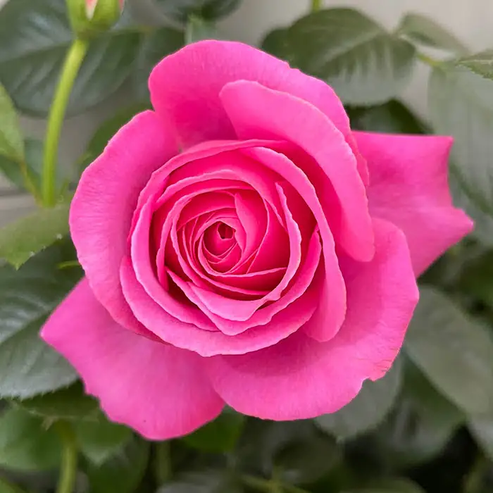 COME OUT SMELLING LIKE A ROSE